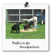 Hundeschule