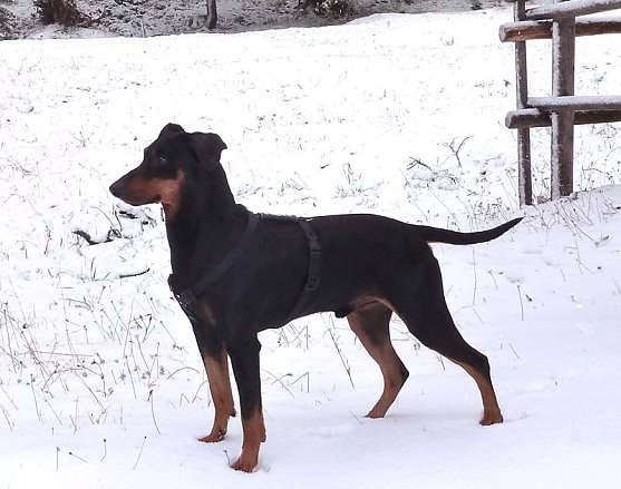 Bodhi