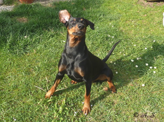 Bodhi